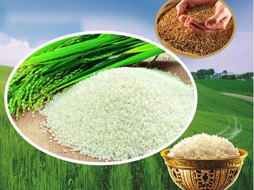 大米营养价值